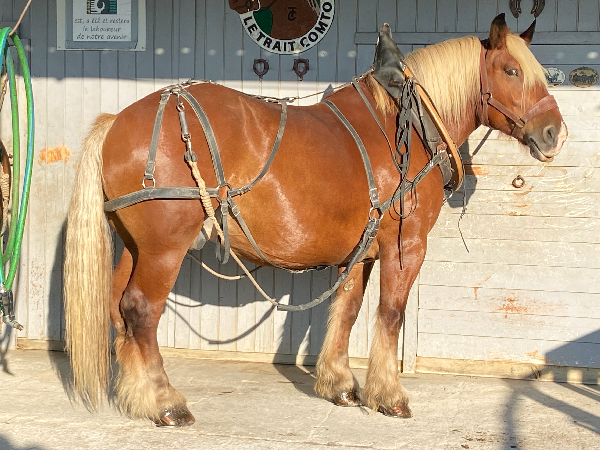 Artiste EcurieDesVues