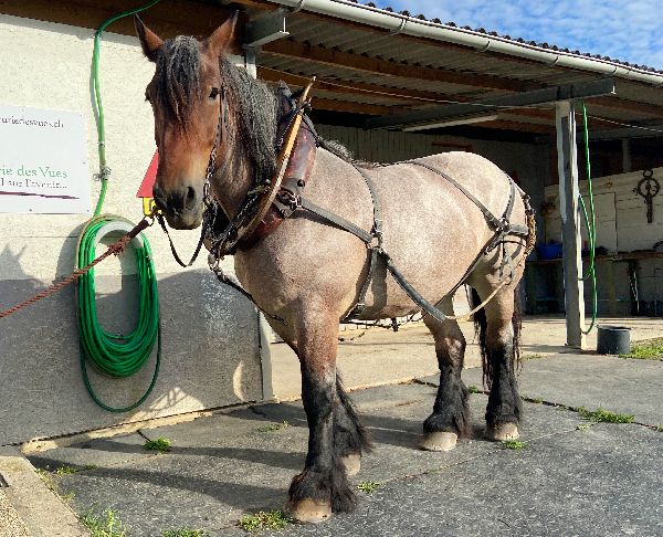 Sieneke EcurieDesVues