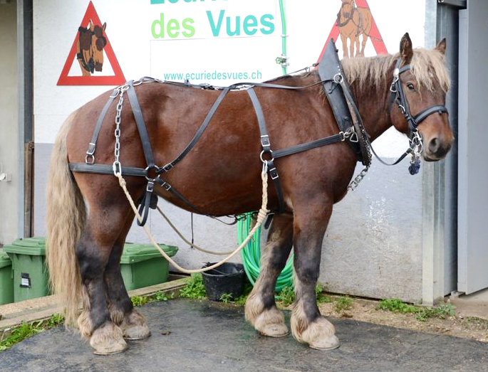 Vainqueur EcurieDesVues